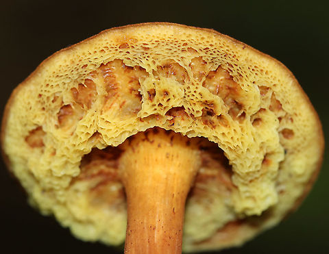 Red-cracked Bolete - Xerocomellus chrysenteron Reddish brown cap that was very dry and cracked. Yellow, spongy pores. Stem was streaked reddish brown, and was long and curved.

Habitat: Rotting wood in a mixed forest
https://www.jungledragon.com/image/89340/red-cracked_bolete_-_xerocomellus_chrysenteron.html Geotagged,Summer,United States,Xerocomellus chrysenteron