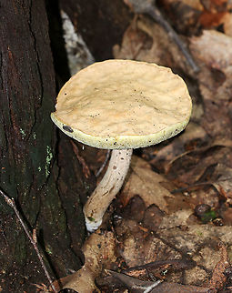 Pale Bolete - Boletus pallidus Cap: Plane; bumpy; smooth; tan/flesh colored 
Pores: Pale yellow; bruised blue when marked
Stipe: White/pale tan stipe with white basal mycelium
Habitat: Growing on the ground, at the base of rotting wood, in a deciduous forest
https://www.jungledragon.com/image/89346/pale_bolete_-_boletus_pallidus.html Boletus pallidus,Geotagged,Summer,United States,bolete,boletus,mushroom