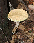 Pale Bolete - Boletus pallidus Cap: Plane; bumpy; smooth; tan/flesh colored <br />
Pores: Pale yellow; bruised blue when marked<br />
Stipe: White/pale tan stipe with white basal mycelium<br />
Habitat: Growing on the ground, at the base of rotting wood, in a deciduous forest<br />
https://www.jungledragon.com/image/89346/pale_bolete_-_boletus_pallidus.html Boletus pallidus,Geotagged,Summer,United States,bolete,boletus,mushroom