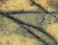 Pale Bolete - Boletus pallidus Cap: Plane; bumpy; smooth; tan/flesh colored<br />
Pores: Pale yellow; bruised blue when marked<br />
Stipe: White/pale tan stipe with white basal mycelium<br />
Habitat: Growing on the ground, at the base of rotting wood, in a deciduous forest<br />
https://www.jungledragon.com/image/89342/pale_bolete_-_boletus_pallidus.html Boletus pallidus,Geotagged,Summer,United States