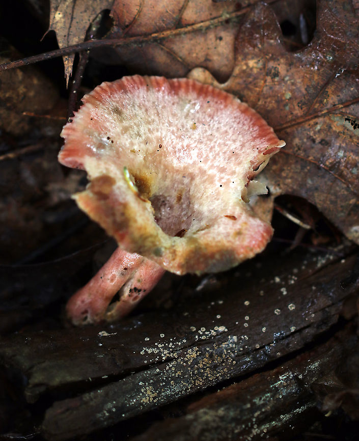 Lactarius subpurpureus Whitish, yet gnarly, cap with lots of pink mottling. Gills were pink. Stipe was pink. The gills were attached to the stem; they bruised green and leaked scant, red milk.<br />
<br />
Habitat: mixed forest with lots of eastern hemlock, pine, oak, and birch Geotagged,Lactarius,Lactarius subpurpureus,Summer,United States,fungus,milkcap,mushroom