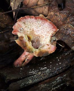 Lactarius subpurpureus Whitish, yet gnarly, cap with lots of pink mottling. Gills were pink. Stipe was pink. The gills were attached to the stem; they bruised green and leaked scant, red milk.

Habitat: mixed forest with lots of eastern hemlock, pine, oak, and birch Geotagged,Lactarius,Lactarius subpurpureus,Summer,United States,fungus,milkcap,mushroom