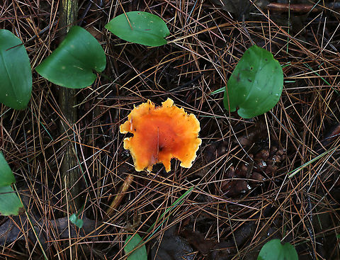 Hygrophoropsis aurantiaca Habitat: Mostly coniferous forest
https://www.jungledragon.com/image/89352/hygrophoropsis_aurantiaca.html False chanterelle,Geotagged,Hygrophoropsis,Hygrophoropsis aurantiaca,Summer,United States