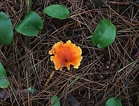 Hygrophoropsis aurantiaca Habitat: Mostly coniferous forest<br />
https://www.jungledragon.com/image/89352/hygrophoropsis_aurantiaca.html False chanterelle,Geotagged,Hygrophoropsis,Hygrophoropsis aurantiaca,Summer,United States