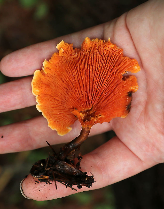 Hygrophoropsis aurantiaca Habitat: Mostly coniferous forest<br />
<figure class="photo"><a href="https://www.jungledragon.com/image/89351/hygrophoropsis_aurantiaca.html" title="Hygrophoropsis aurantiaca"><img src="https://s3.amazonaws.com/media.jungledragon.com/images/3232/89351_thumb.jpg?AWSAccessKeyId=05GMT0V3GWVNE7GGM1R2&Expires=1767225610&Signature=KBztNF7iOUlo6NlSGwlj%2FWChDtA%3D" width="200" height="154" alt="Hygrophoropsis aurantiaca Habitat: Mostly coniferous forest<br />
https://www.jungledragon.com/image/89352/hygrophoropsis_aurantiaca.html False chanterelle,Geotagged,Hygrophoropsis,Hygrophoropsis aurantiaca,Summer,United States" /></a></figure> False chanterelle,Geotagged,Hygrophoropsis aurantiaca,Summer,United States