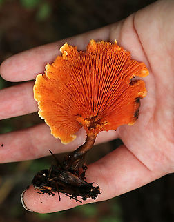 Hygrophoropsis aurantiaca Habitat: Mostly coniferous forest
https://www.jungledragon.com/image/89351/hygrophoropsis_aurantiaca.html False chanterelle,Geotagged,Hygrophoropsis aurantiaca,Summer,United States