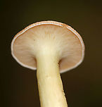 Panus sp. *Maybe Panus sp.? Or, Infundibulicybe gibba that hasn't sunken yet?<br />
<br />
Habitat: Mixed forest<br />
https://www.jungledragon.com/image/89358/panus_sp.html Geotagged,Summer,United States,fungus,mushroom,panus