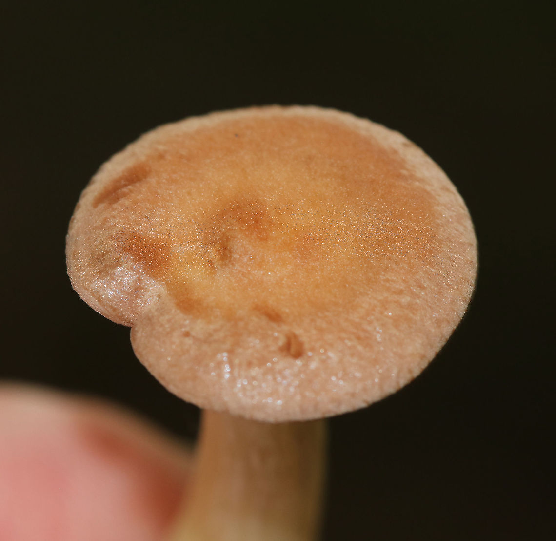 Panus sp. *Maybe Panus sp.? Or, Infundibulicybe gibba that hasn't sunken yet?<br />
<br />
Habitat: Mixed forest<br />
<figure class="photo"><a href="https://www.jungledragon.com/image/89357/panus_sp.html" title="Panus sp."><img src="https://s3.amazonaws.com/media.jungledragon.com/images/3232/89357_thumb.jpg?AWSAccessKeyId=05GMT0V3GWVNE7GGM1R2&Expires=1770854410&Signature=AJ4vzC%2B2XfIgaMAe0n0SEiHs2BQ%3D" width="146" height="152" alt="Panus sp. *Maybe Panus sp.? Or, Infundibulicybe gibba that hasn't sunken yet?<br />
<br />
Habitat: Mixed forest<br />
https://www.jungledragon.com/image/89358/panus_sp.html Geotagged,Summer,United States,fungus,mushroom,panus" /></a></figure> Geotagged,Summer,United States