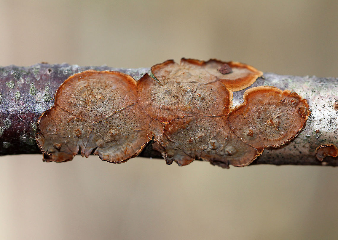 Hymenochaete sp. Habitat: hardwood<br />
<figure class="photo"><a href="https://www.jungledragon.com/image/89360/hymenochaete_sp.html" title="Hymenochaete sp."><img src="https://s3.amazonaws.com/media.jungledragon.com/images/3232/89360_thumb.jpg?AWSAccessKeyId=05GMT0V3GWVNE7GGM1R2&Expires=1769040010&Signature=43cARN7jA7AqCGmv3q98a9jnnp4%3D" width="200" height="130" alt="Hymenochaete sp. Habitat: hardwood<br />
https://www.jungledragon.com/image/89359/hymenochaete_sp.html Fall,Geotagged,United States" /></a></figure> Fall,Geotagged,Hymenochaete,United States