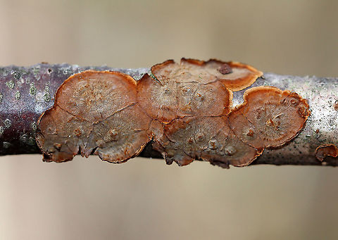 Hymenochaete sp. Habitat: hardwood
https://www.jungledragon.com/image/89360/hymenochaete_sp.html Fall,Geotagged,Hymenochaete,United States