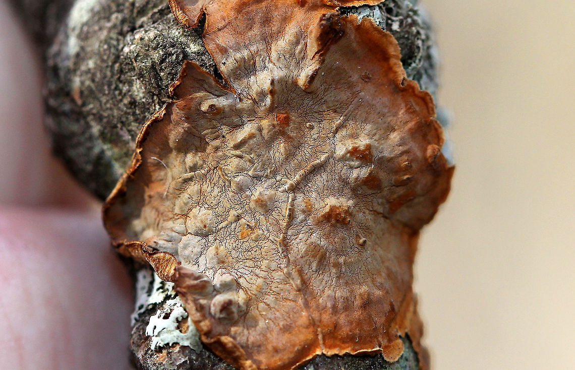 Hymenochaete sp. Habitat: hardwood<br />
<figure class="photo"><a href="https://www.jungledragon.com/image/89359/hymenochaete_sp.html" title="Hymenochaete sp."><img src="https://s3.amazonaws.com/media.jungledragon.com/images/3232/89359_thumb.jpg?AWSAccessKeyId=05GMT0V3GWVNE7GGM1R2&Expires=1769040010&Signature=9pL10WQqJDkOKF56dLJyXL%2Bytww%3D" width="200" height="142" alt="Hymenochaete sp. Habitat: hardwood<br />
https://www.jungledragon.com/image/89360/hymenochaete_sp.html Fall,Geotagged,Hymenochaete,United States" /></a></figure> Fall,Geotagged,United States