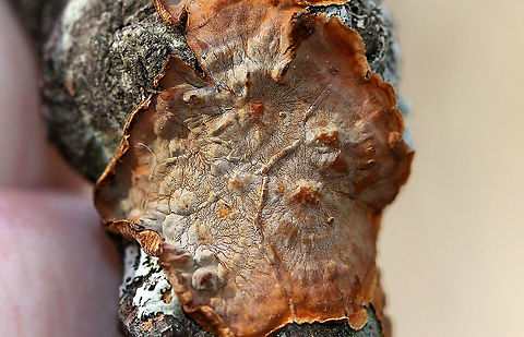 Hymenochaete sp. Habitat: hardwood
https://www.jungledragon.com/image/89359/hymenochaete_sp.html Fall,Geotagged,United States