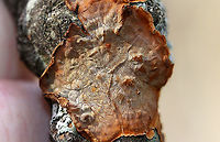 Hymenochaete sp. Habitat: hardwood<br />
https://www.jungledragon.com/image/89359/hymenochaete_sp.html Fall,Geotagged,United States