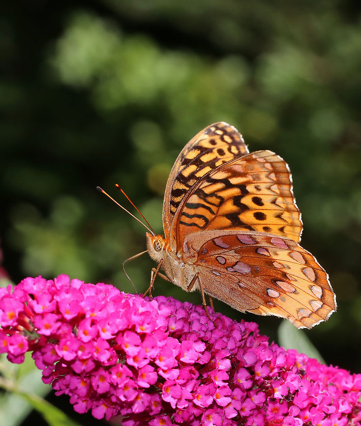 Great Spangled Fritillary - Speyeria cybele Large butterfly with mostly brown, orange, and black coloring. The underside of the hindwings has large, silver spots.<br />
<br />
Habitat: Rural garden Geotagged,Great Spangled Fritillary,Speyeria cybele,Summer,United States,butterfly