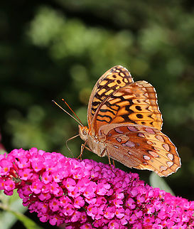 Great Spangled Fritillary - Speyeria cybele Large butterfly with mostly brown, orange, and black coloring. The underside of the hindwings has large, silver spots.

Habitat: Rural garden Geotagged,Great Spangled Fritillary,Speyeria cybele,Summer,United States,butterfly