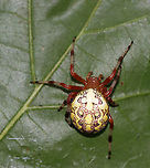Marbled Orb-weaver - Araneus marmoreus A highly very variable spider. Its abdomen had a pale yellow and dark brown pattern. The cephalothorax was reddish, as was its femurs. The lower parts of its legs had white and black/brown stripes.<br />
<br />
Habitat: Rural garden<br />
https://www.jungledragon.com/image/89390/marbled_orb-weaver_-_araneus_marmoreus.html<br />
https://www.jungledragon.com/image/89388/marbled_orb-weaver_-_araneus_marmoreus.html Araneus marmoreus,Geotagged,Marbled orb-weaver,Summer,United States