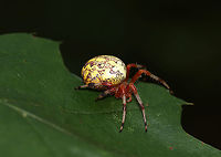 Marbled Orb-weaver - Araneus marmoreus A highly very variable spider. Its abdomen had a pale yellow and dark brown pattern. The cephalothorax was reddish, as was its femurs. The lower parts of its legs had white and black/brown stripes.<br />
<br />
Habitat: Rural garden<br />
https://www.jungledragon.com/image/89389/marbled_orb-weaver_-_araneus_marmoreus.html<br />
https://www.jungledragon.com/image/89388/marbled_orb-weaver_-_araneus_marmoreus.html Araneus marmoreus,Geotagged,Marbled orb-weaver,Summer,United States
