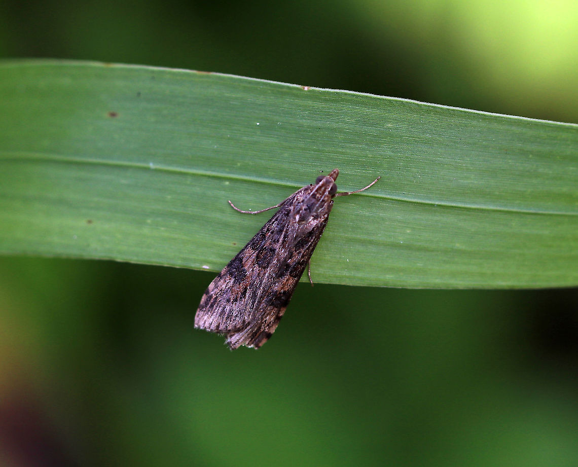 Lucerne moth - Nomophila nearctica Habitat: Resting in a rural garden Geotagged,Lucerne moth,Nomophila,Nomophila nearctica,Summer,United States,moth