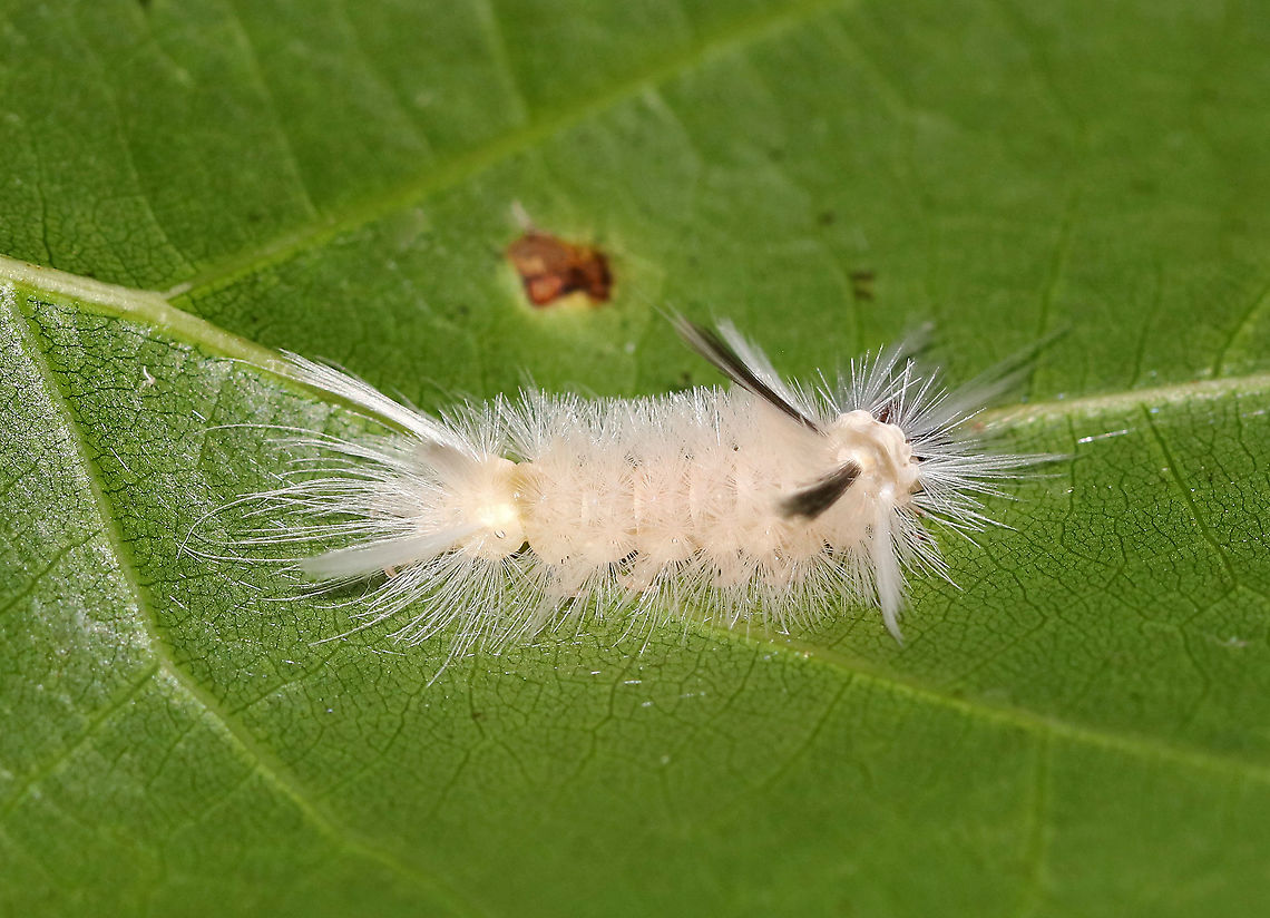 Banded Tussock Moth Caterpillar - Halysidota tessellaris Habitat: Deciduous forest Banded tussock moth,Geotagged,Halysidota tessellaris,Summer,United States,caterpillar