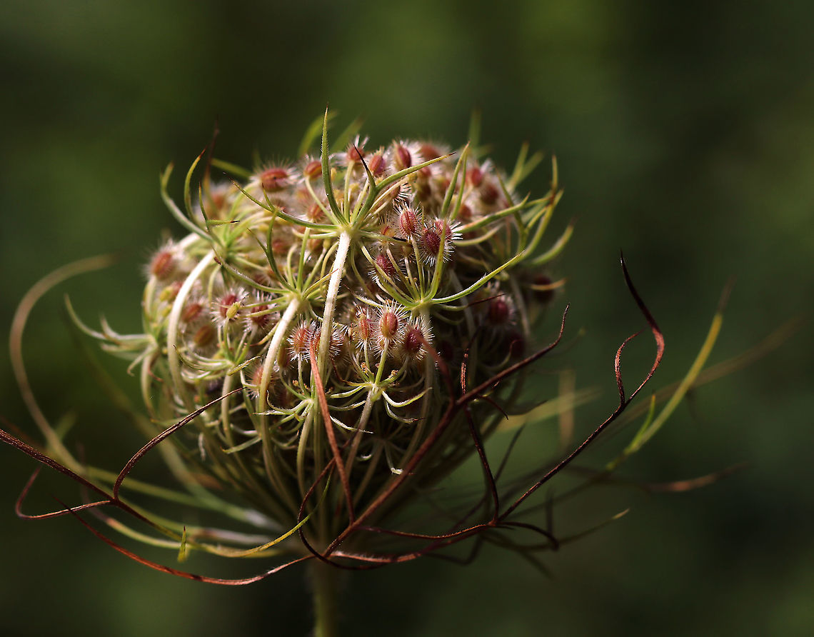Wild Carrot - Daucus carota Wild carrot has such pretty, &quot;velcro&quot; seeds<br />
<br />
Habitat: Meadow Daucus carota,Geotagged,Summer,United States,Wild carrot