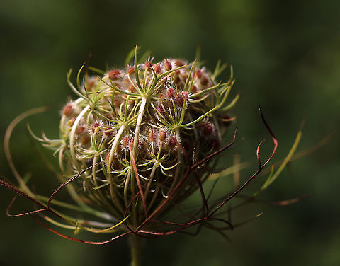 Wild Carrot - Daucus carota Wild carrot has such pretty, "velcro" seeds

Habitat: Meadow Daucus carota,Geotagged,Summer,United States,Wild carrot