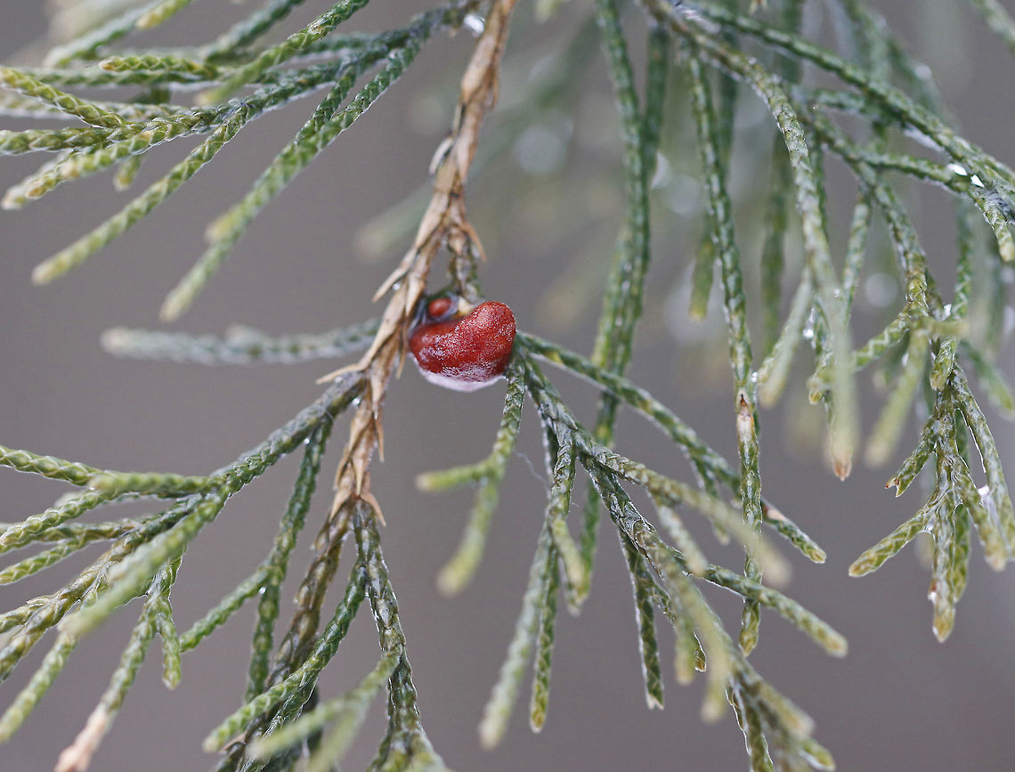 Cedar-apple Rust Gall - Gymnosporangium juniperi-virginianae In a couple months, this gall will probably be sprouting orange, gelatinous &quot;horns&quot;<br />
<br />
Habitat: Eastern red cedar (Juniperus virginianus) bordering a meadow Cedar-apple Rust,Geotagged,Gymnosporangium juniperi-virginianae,United States,Winter,gall
