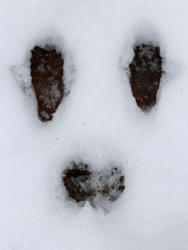 Eastern Cottontail Tracks Classic rabbit tracks showing the hind feet ahead of the front feet.<br />
<br />
Habitat: Mixed forest Geotagged,Sylvilagus floridanus,United States,Winter,eastern cottontail,rabbit,signs of wildlife,tracks