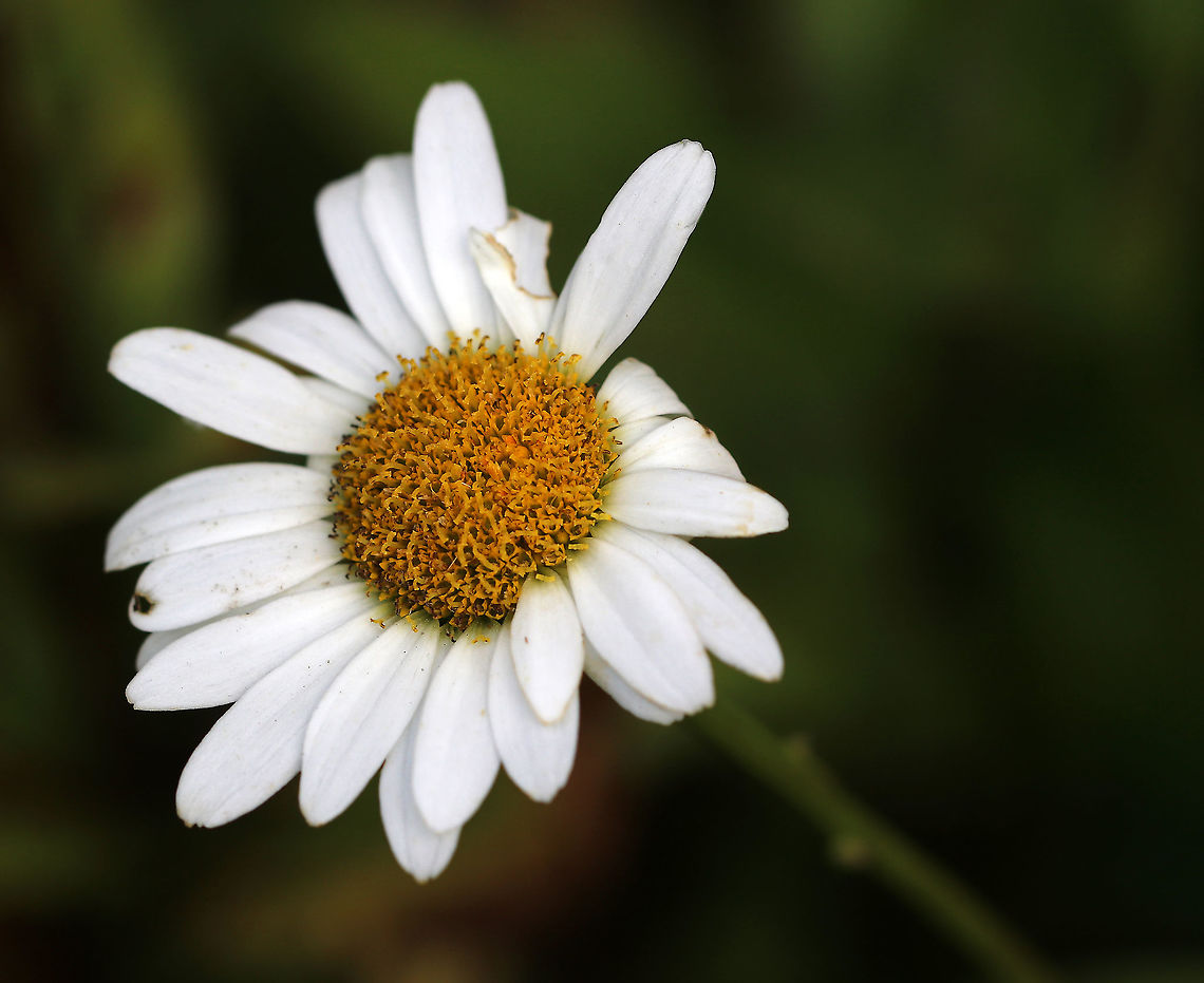 Leucanthemum vulgare Habitat: Rural garden Geotagged,Leucanthemum vulgare,Ox-eye daisy,Summer,Tribe Anthemideae,United States,asteraceae,daisy,flower