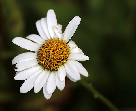 Leucanthemum vulgare Habitat: Rural garden Geotagged,Leucanthemum vulgare,Ox-eye daisy,Summer,Tribe Anthemideae,United States,asteraceae,daisy,flower