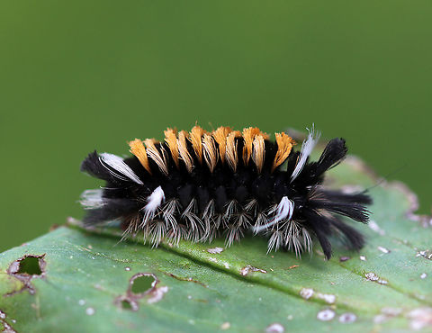 Milkweed Tussock Caterpillar - Euchaetes egle This caterpillar sports wild tufts of black, white, and orange hairs (setae), which are characteristic warning colors.

As with monarch larvae, milkweed tussock caterpillars obtain cardiac glycosides from the milkweed that they feed on, and they continue to retain them as adults. But, while the milkweed tiger moth caterpillars have the bold warning colors of orange and black, the adult moth is drab and brown. Usually, you would expect the adults to also have bright warning colors just as the larvae do in order to scare off potential predators. However, the cardiac glycosides stored in the body of the moth are still put to good use, but in an unusual way. The milkweed tiger moth has an organ that emits an ultrasonic signal, which is easily detected by bats. The signal somehow warns that an attack will be rewarded with a noxious distasteful meal, and bats thus soon learn to avoid these tiger moths as potential prey.

Habitat: Meadow
https://www.jungledragon.com/image/89424/milkweed_tussock_caterpillar_-_euchaetes_egle.html Euchaetes egle,Geotagged,Milkweed Tussock Moth,Summer,United States,caterpillar