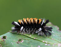 Milkweed Tussock Caterpillar - Euchaetes egle This caterpillar sports wild tufts of black, white, and orange hairs (setae), which are characteristic warning colors.<br />
<br />
As with monarch larvae, milkweed tussock caterpillars obtain cardiac glycosides from the milkweed that they feed on, and they continue to retain them as adults. But, while the milkweed tiger moth caterpillars have the bold warning colors of orange and black, the adult moth is drab and brown. Usually, you would expect the adults to also have bright warning colors just as the larvae do in order to scare off potential predators. However, the cardiac glycosides stored in the body of the moth are still put to good use, but in an unusual way. The milkweed tiger moth has an organ that emits an ultrasonic signal, which is easily detected by bats. The signal somehow warns that an attack will be rewarded with a noxious distasteful meal, and bats thus soon learn to avoid these tiger moths as potential prey.<br />
<br />
Habitat: Meadow<br />
https://www.jungledragon.com/image/89424/milkweed_tussock_caterpillar_-_euchaetes_egle.html Euchaetes egle,Geotagged,Milkweed Tussock Moth,Summer,United States,caterpillar