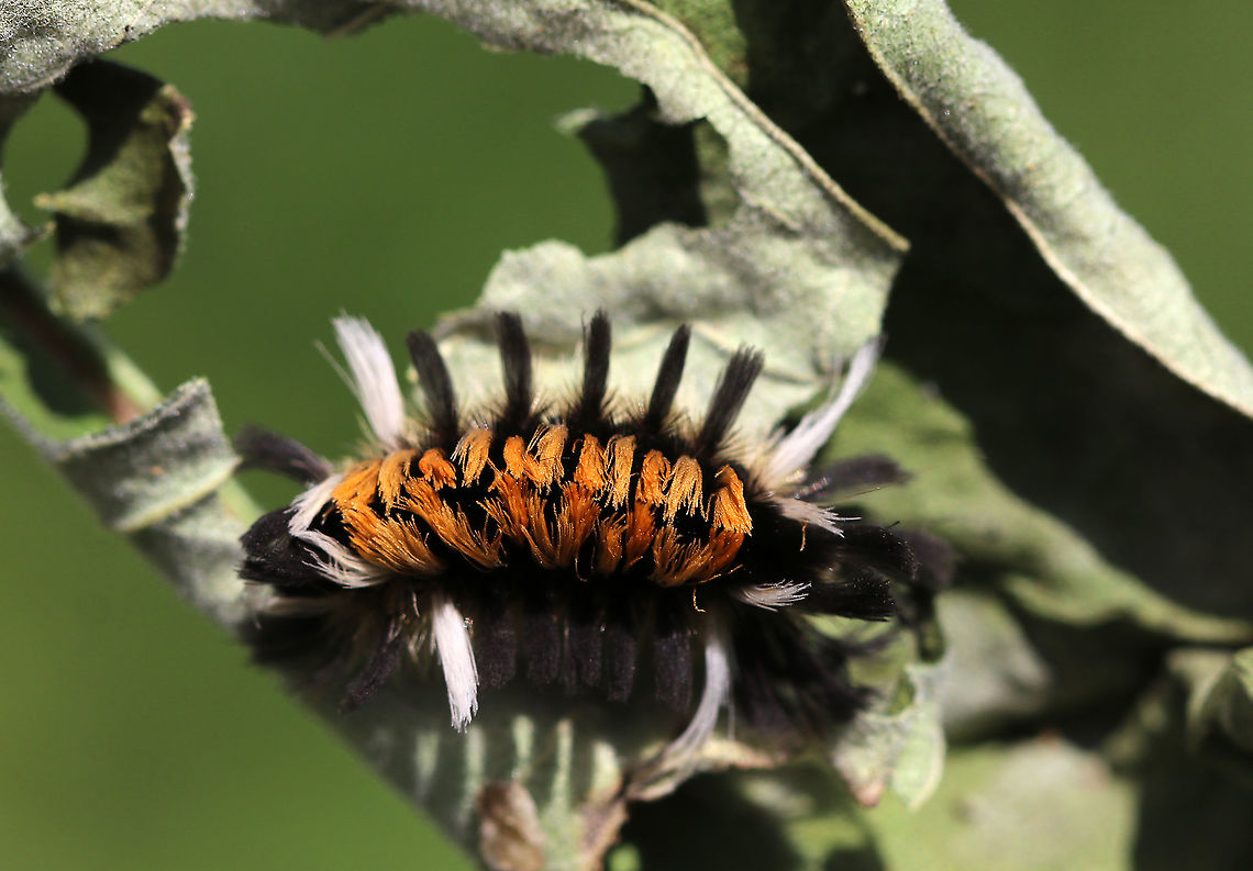 Milkweed Tussock Caterpillar - Euchaetes egle This caterpillar sports wild tufts of black, white, and orange hairs (setae), which are characteristic warning colors.<br />
<br />
As with monarch larvae, milkweed tussock caterpillars obtain cardiac glycosides from the milkweed that they feed on, and they continue to retain them as adults. But, while the milkweed tiger moth caterpillars have the bold warning colors of orange and black, the adult moth is drab and brown. Usually, you would expect the adults to also have bright warning colors just as the larvae do in order to scare off potential predators. However, the cardiac glycosides stored in the body of the moth are still put to good use, but in an unusual way. The milkweed tiger moth has an organ that emits an ultrasonic signal, which is easily detected by bats. The signal somehow warns that an attack will be rewarded with a noxious distasteful meal, and bats thus soon learn to avoid these tiger moths as potential prey.<br />
<br />
Habitat: Meadow<br />
<figure class="photo"><a href="https://www.jungledragon.com/image/89423/milkweed_tussock_caterpillar_-_euchaetes_egle.html" title="Milkweed Tussock Caterpillar - Euchaetes egle"><img src="https://s3.amazonaws.com/media.jungledragon.com/images/3232/89423_thumb.jpg?AWSAccessKeyId=05GMT0V3GWVNE7GGM1R2&Expires=1759968010&Signature=1y3XpVVTbSYhawBFX0ziIG4X7OE%3D" width="200" height="156" alt="Milkweed Tussock Caterpillar - Euchaetes egle This caterpillar sports wild tufts of black, white, and orange hairs (setae), which are characteristic warning colors.<br />
<br />
As with monarch larvae, milkweed tussock caterpillars obtain cardiac glycosides from the milkweed that they feed on, and they continue to retain them as adults. But, while the milkweed tiger moth caterpillars have the bold warning colors of orange and black, the adult moth is drab and brown. Usually, you would expect the adults to also have bright warning colors just as the larvae do in order to scare off potential predators. However, the cardiac glycosides stored in the body of the moth are still put to good use, but in an unusual way. The milkweed tiger moth has an organ that emits an ultrasonic signal, which is easily detected by bats. The signal somehow warns that an attack will be rewarded with a noxious distasteful meal, and bats thus soon learn to avoid these tiger moths as potential prey.<br />
<br />
Habitat: Meadow<br />
https://www.jungledragon.com/image/89424/milkweed_tussock_caterpillar_-_euchaetes_egle.html Euchaetes egle,Geotagged,Milkweed Tussock Moth,Summer,United States,caterpillar" /></a></figure> Euchaetes egle,Geotagged,Milkweed Tussock Moth,Summer,United States