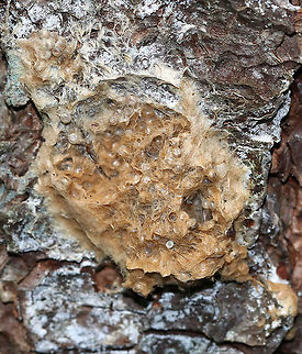 Gypsy Moth Eggs - Lymantria dispar A common sight around here...
Tussock moths often cover their eggs with hairs from the tip of their abdomen. The masses overwinter and usually contain 100-600 eggs.

Habitat: Mixed, swampy forest Geotagged,Gypsy Moth Eggs,Gypsy moth,Lymantria dispar,Summer,United States,eggs