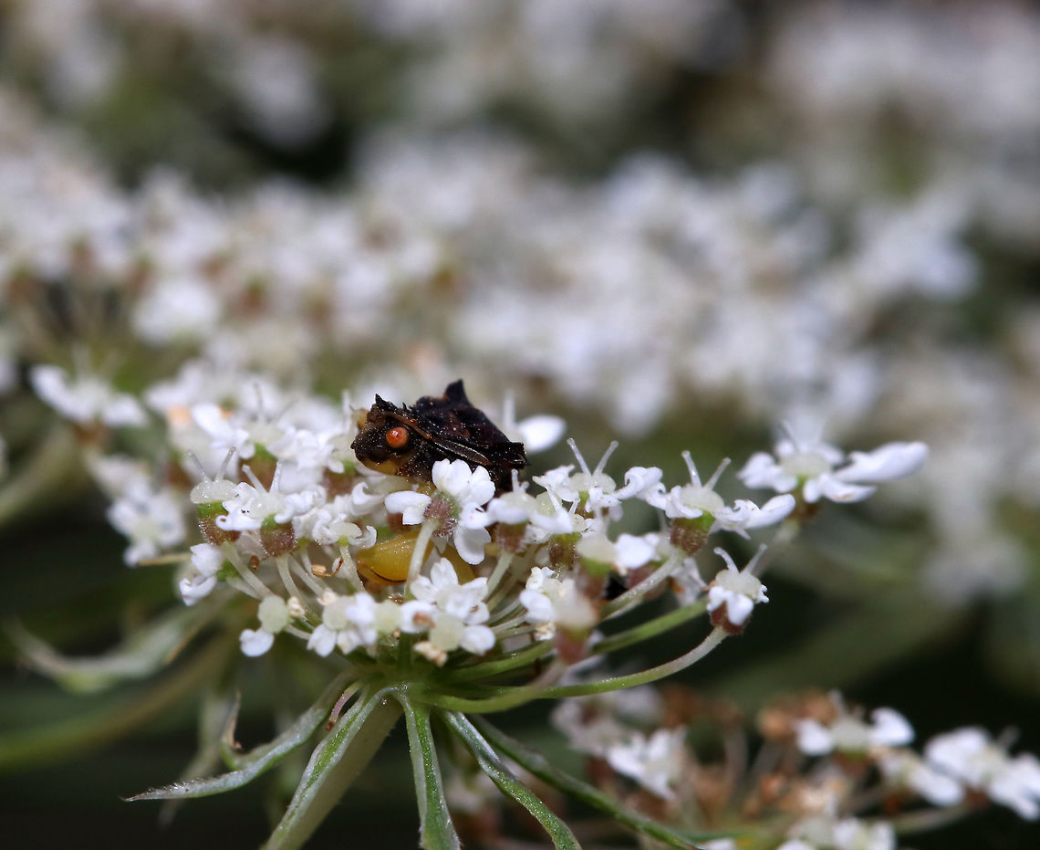 Jagged Ambush Bug - Phymata fasciata The perfect hiding place<br />
<br />
Habitat: Meadow Ambush bug,Geotagged,Phymata Fasciata,Phymata fasciata,Summer,United States,jagged ambush bug