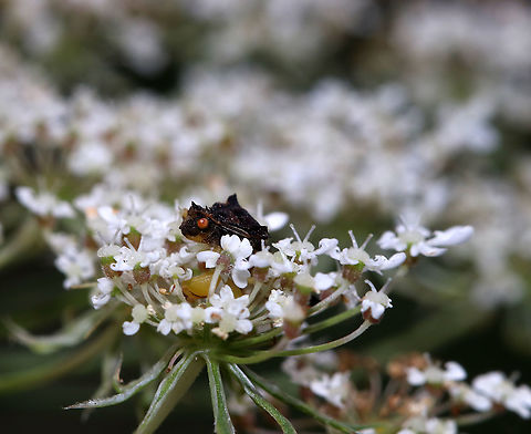 Jagged Ambush Bug - Phymata fasciata The perfect hiding place

Habitat: Meadow Ambush bug,Geotagged,Phymata Fasciata,Phymata fasciata,Summer,United States,jagged ambush bug
