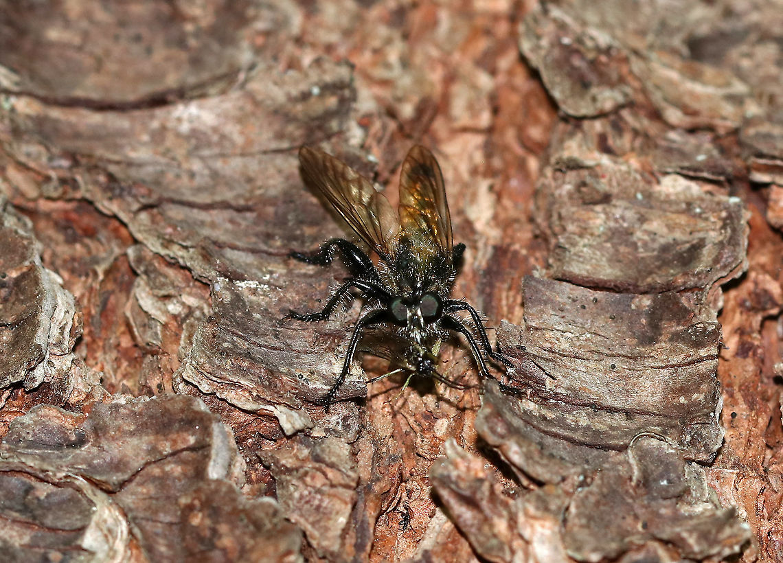 Robber Fly - Cyrtopogon sp. This fly was on the tree just long enough for me to take this shot before flying away with its snack. I&#039;m guessing that it may be Cyrtopogon sp., but am not 100% sure.<br />
<br />
Habitat: Mixed, forested swamp Cyrtopogon,Geotagged,Summer,United States,fly,robber fly