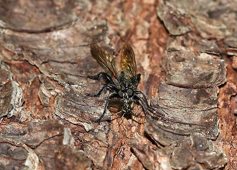 Robber Fly - Cyrtopogon sp. This fly was on the tree just long enough for me to take this shot before flying away with its snack. I'm guessing that it may be Cyrtopogon sp., but am not 100% sure.

Habitat: Mixed, forested swamp Cyrtopogon,Geotagged,Summer,United States,fly,robber fly