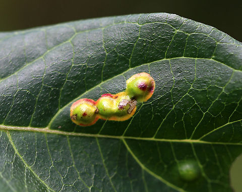 Parallelodiplosis subtruncata Galls Habitat: On the leaves of dogwood (Cornus sp.) next to a pond
https://www.jungledragon.com/image/89438/parallelodiplosis_subtruncata_galls.html Geotagged,Parallelodiplosis,Parallelodiplosis subtruncata,Summer,United States,gall midge,galls