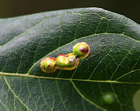 Parallelodiplosis subtruncata Galls Habitat: On the leaves of dogwood (Cornus sp.) next to a pond<br />
https://www.jungledragon.com/image/89438/parallelodiplosis_subtruncata_galls.html Geotagged,Parallelodiplosis,Parallelodiplosis subtruncata,Summer,United States,gall midge,galls