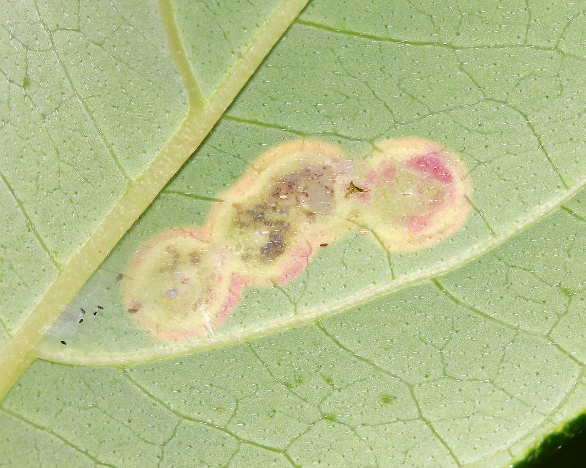 Parallelodiplosis subtruncata Galls Habitat: On the leaves of dogwood (Cornus sp.) next to a pond<br />
<figure class="photo"><a href="https://www.jungledragon.com/image/89437/parallelodiplosis_subtruncata_galls.html" title="Parallelodiplosis subtruncata Galls"><img src="https://s3.amazonaws.com/media.jungledragon.com/images/3232/89437_thumb.jpg?AWSAccessKeyId=05GMT0V3GWVNE7GGM1R2&Expires=1769040010&Signature=qAtgVetLio2p%2BWCa8G8ZpYmqoZA%3D" width="200" height="160" alt="Parallelodiplosis subtruncata Galls Habitat: On the leaves of dogwood (Cornus sp.) next to a pond<br />
https://www.jungledragon.com/image/89438/parallelodiplosis_subtruncata_galls.html Geotagged,Parallelodiplosis,Parallelodiplosis subtruncata,Summer,United States,gall midge,galls" /></a></figure> Geotagged,Parallelodiplosis,Parallelodiplosis subtruncata,Summer,United States,galls