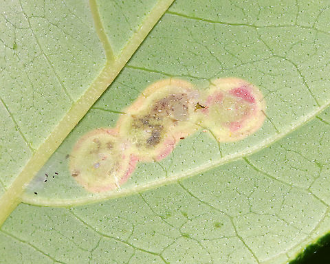 Parallelodiplosis subtruncata Galls Habitat: On the leaves of dogwood (Cornus sp.) next to a pond
https://www.jungledragon.com/image/89437/parallelodiplosis_subtruncata_galls.html Geotagged,Parallelodiplosis,Parallelodiplosis subtruncata,Summer,United States,galls