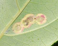 Parallelodiplosis subtruncata Galls Habitat: On the leaves of dogwood (Cornus sp.) next to a pond<br />
https://www.jungledragon.com/image/89437/parallelodiplosis_subtruncata_galls.html Geotagged,Parallelodiplosis,Parallelodiplosis subtruncata,Summer,United States,galls