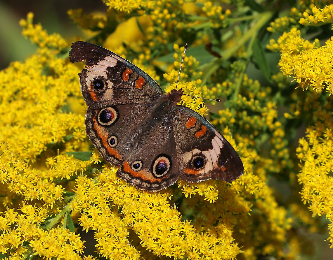 Common Buckeye - Junonia coenia These are a rare sight for me! I hardly ever see them.<br />
<br />
Habitat: Meadow Common Buckeye,Geotagged,Junonia,Junonia coenia,Summer,United States,butterfly