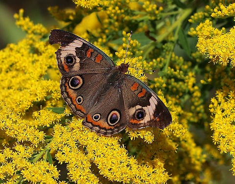 Common Buckeye - Junonia coenia These are a rare sight for me! I hardly ever see them.

Habitat: Meadow Common Buckeye,Geotagged,Junonia,Junonia coenia,Summer,United States,butterfly