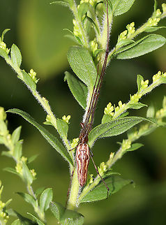 Elongate Stilt Spider (Female) - Tetragnatha elongata Habitat: Pondside
https://www.jungledragon.com/image/89441/elongate_stilt_spider_female_-_tetragnatha_elongata.html Geotagged,Summer,Tetragnatha elongata,United States,elongate stilt spider,spider
