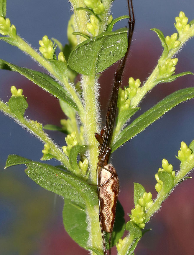 Elongate Stilt Spider (Female) - Tetragnatha elongata Habitat: Pondside<br />
<figure class="photo"><a href="https://www.jungledragon.com/image/89440/elongate_stilt_spider_female_-_tetragnatha_elongata.html" title="Elongate Stilt Spider (Female) - Tetragnatha elongata"><img src="https://s3.amazonaws.com/media.jungledragon.com/images/3232/89440_thumb.jpg?AWSAccessKeyId=05GMT0V3GWVNE7GGM1R2&Expires=1769040010&Signature=Ik9feksD%2FmE33ChQg6s2L1u0nC4%3D" width="114" height="152" alt="Elongate Stilt Spider (Female) - Tetragnatha elongata Habitat: Pondside<br />
https://www.jungledragon.com/image/89441/elongate_stilt_spider_female_-_tetragnatha_elongata.html Geotagged,Summer,Tetragnatha elongata,United States,elongate stilt spider,spider" /></a></figure> Elongate Stilt Spider,Geotagged,Summer,Tetragnatha elongata,United States,spider