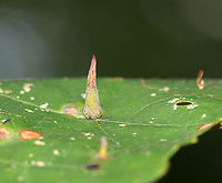 Grape Tube Gallmaker - Ampelomyia viticola *Seeking ID confirmation<br />
<br />
Habitat: Grape (Vitis sp.) leaves<br />
https://www.jungledragon.com/image/89443/grape_tube_gallmaker_-_ampelomyia_viticola.html Ampelomyia,Ampelomyia viticola,Geotagged,Summer,United States. gall,grape gall