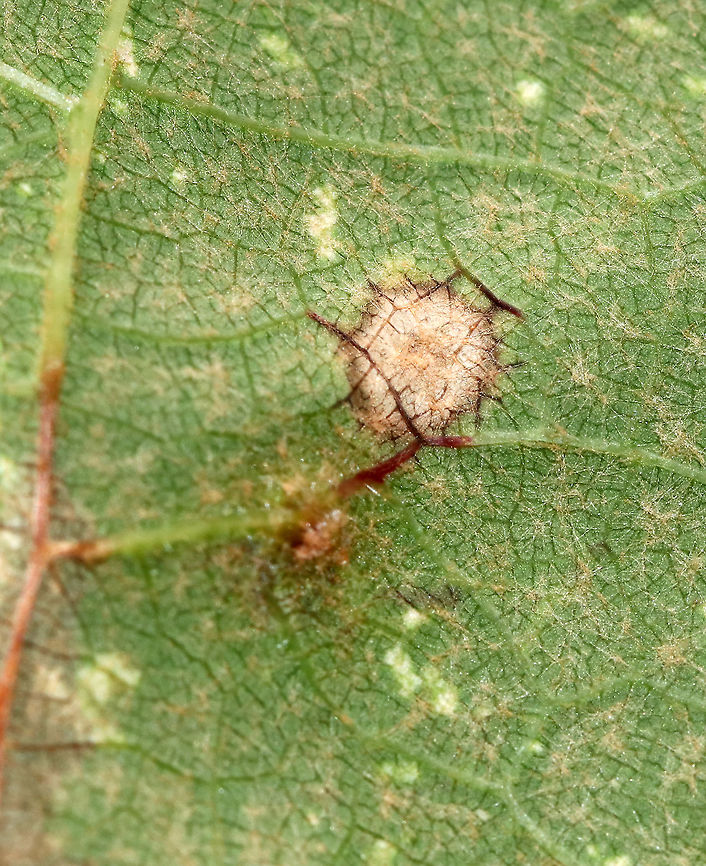 Grape Tube Gallmaker - Ampelomyia viticola *Seeking ID confirmation<br />
<br />
Habitat: Grape (Vitis sp.) leaves<br />
<figure class="photo"><a href="https://www.jungledragon.com/image/89442/grape_tube_gallmaker_-_ampelomyia_viticola.html" title="Grape Tube Gallmaker - Ampelomyia viticola"><img src="https://s3.amazonaws.com/media.jungledragon.com/images/3232/89442_thumb.jpg?AWSAccessKeyId=05GMT0V3GWVNE7GGM1R2&Expires=1759968010&Signature=71mC2LLqO0VkKK%2FVnzpXCt8KVHM%3D" width="200" height="166" alt="Grape Tube Gallmaker - Ampelomyia viticola *Seeking ID confirmation<br />
<br />
Habitat: Grape (Vitis sp.) leaves<br />
https://www.jungledragon.com/image/89443/grape_tube_gallmaker_-_ampelomyia_viticola.html Ampelomyia,Ampelomyia viticola,Geotagged,Summer,United States. gall,grape gall" /></a></figure> Ampelomyia viticola,Geotagged,Grape Tube Gallmaker,Summer,United States