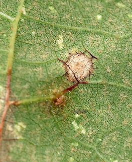 Grape Tube Gallmaker - Ampelomyia viticola *Seeking ID confirmation

Habitat: Grape (Vitis sp.) leaves
https://www.jungledragon.com/image/89442/grape_tube_gallmaker_-_ampelomyia_viticola.html Ampelomyia viticola,Geotagged,Grape Tube Gallmaker,Summer,United States