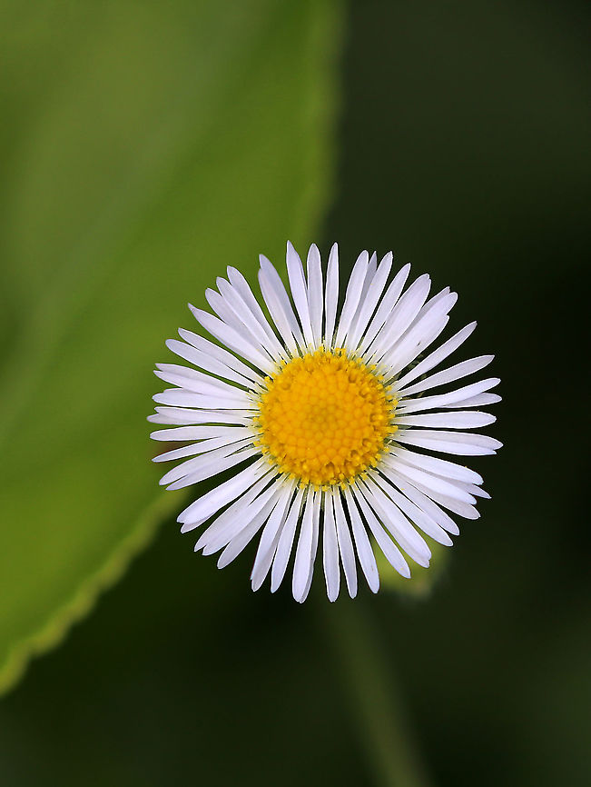 Daisy Fleabane - Erigeron strigosus Habitat: Meadow Erigeron strigosus,Geotagged,Prairie fleabane,Summer,United States,fleabane,flower,wildflower